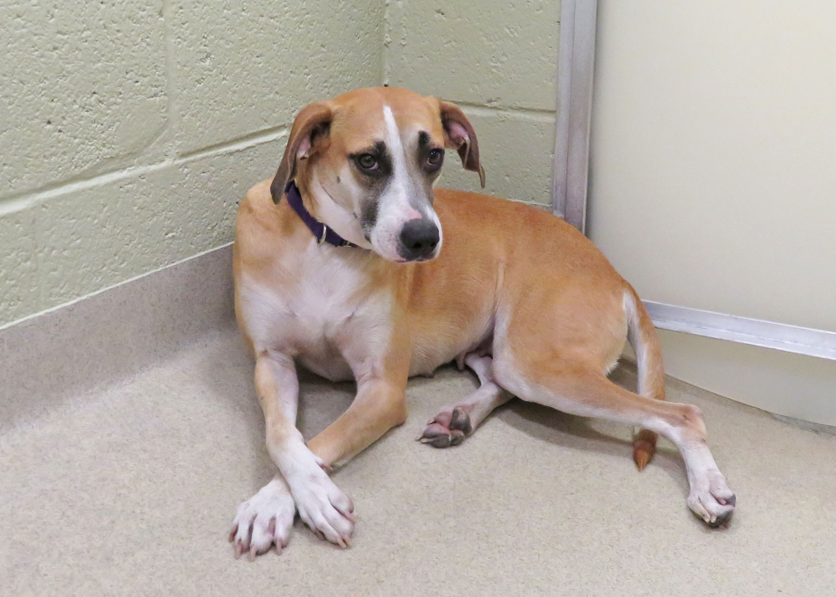 Indian River County Pet of the Week